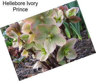 Hellebore Ivory Prince