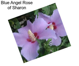 Blue Angel Rose of Sharon