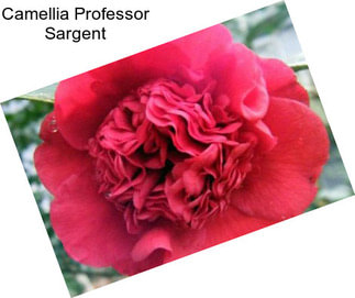 Camellia Professor Sargent