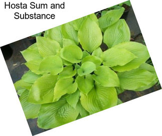 Hosta Sum and Substance