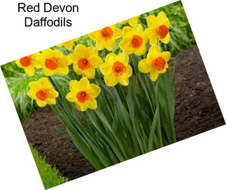 Red Devon Daffodils