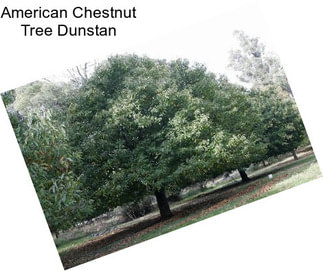 American Chestnut Tree Dunstan