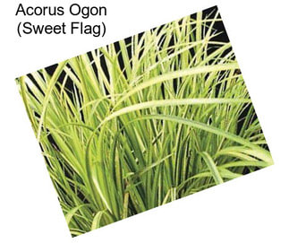 Acorus Ogon (Sweet Flag)