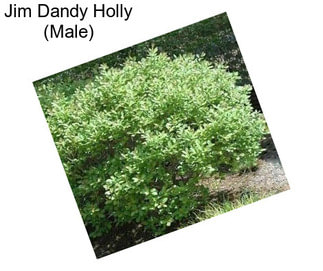 Jim Dandy Holly (Male)