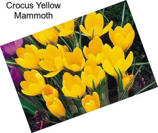 Crocus Yellow Mammoth