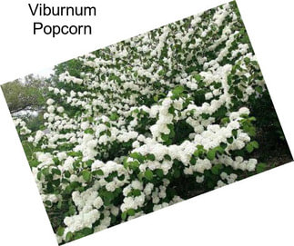 Viburnum Popcorn