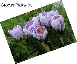 Crocus Pickwick