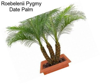 Roebelenii Pygmy Date Palm