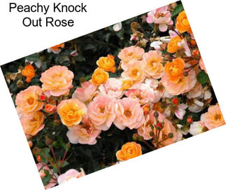 Peachy Knock Out Rose