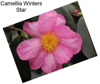 Camellia Winters Star