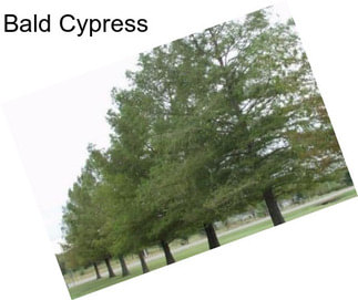 Bald Cypress