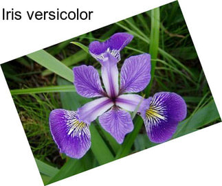 Iris versicolor