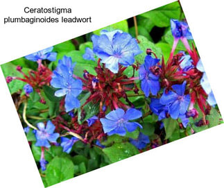 Ceratostigma plumbaginoides leadwort