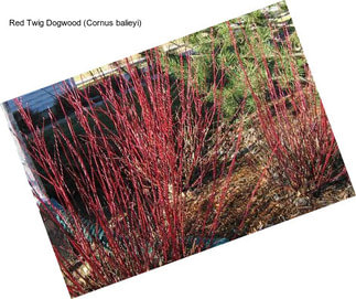 Red Twig Dogwood (Cornus balieyi)