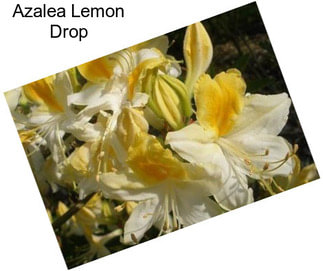 Azalea Lemon Drop