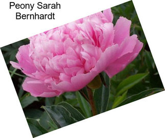 Peony Sarah Bernhardt