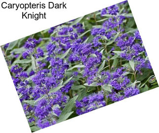 Caryopteris Dark Knight