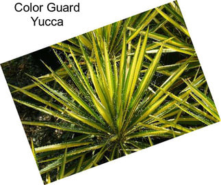 Color Guard Yucca