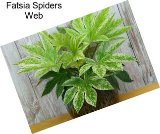 Fatsia Spiders Web