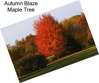 Autumn Blaze Maple Tree