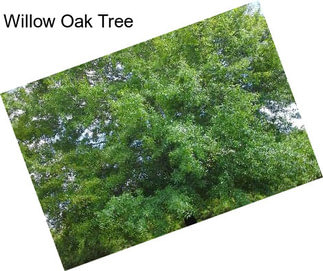 Willow Oak Tree