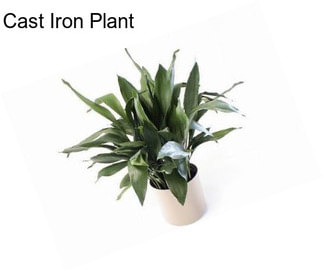 Cast Iron Plant