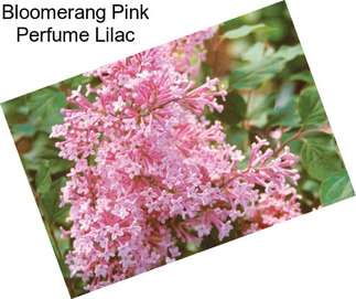 Bloomerang Pink Perfume Lilac