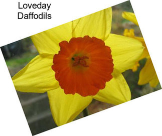 Loveday Daffodils