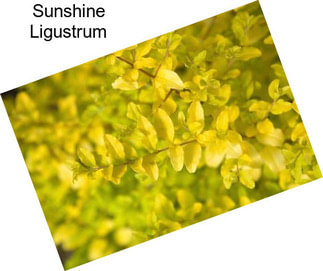 Sunshine Ligustrum