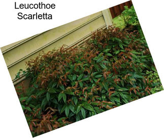 Leucothoe Scarletta