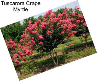 Tuscarora Crape Myrtle