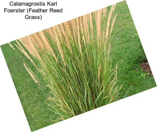 Calamagrostis Karl Foerster (Feather Reed Grass)
