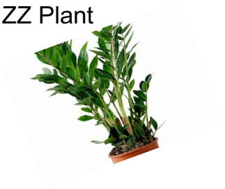 ZZ Plant