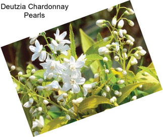 Deutzia Chardonnay Pearls