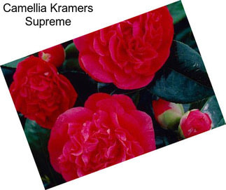 Camellia Kramers Supreme