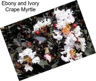 Ebony and Ivory Crape Myrtle