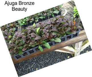 Ajuga Bronze Beauty