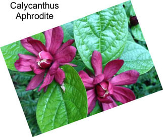 Calycanthus Aphrodite