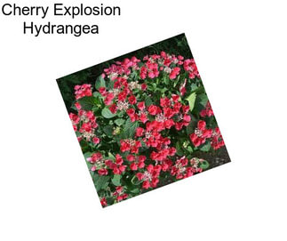 Cherry Explosion Hydrangea