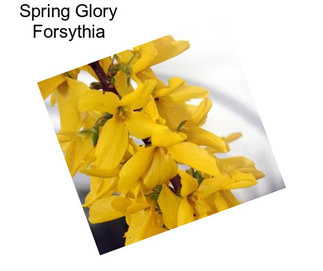 Spring Glory Forsythia