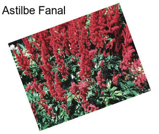 Astilbe Fanal