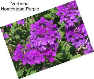 Verbena Homestead Purple