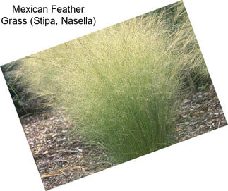 Mexican Feather Grass (Stipa, Nasella)