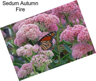 Sedum Autumn Fire