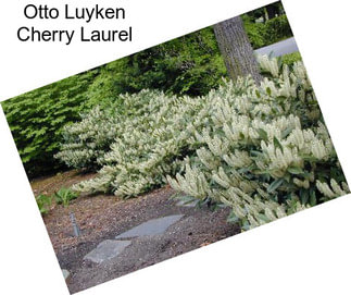 Otto Luyken Cherry Laurel
