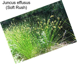 Juncus effusus (Soft Rush)