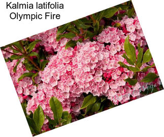 Kalmia latifolia Olympic Fire