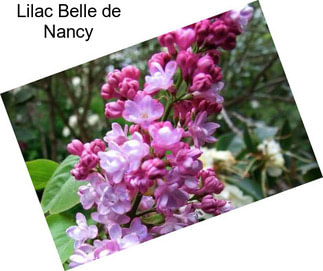 Lilac Belle de Nancy