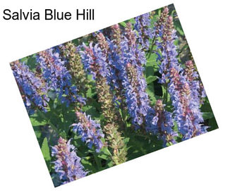 Salvia Blue Hill