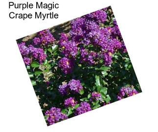 Purple Magic Crape Myrtle